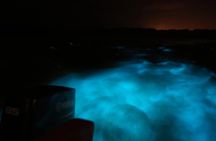 Private Guided Night Tour of Luminous Lagoon in Montego Bay