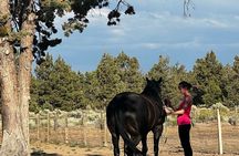 1.5 Hours Private Meditations with the Horses in Oregon
