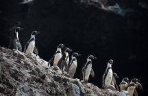 Ballestas Islands and Paracas Reserve Expedition from Ica group