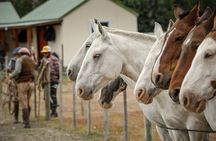 Horse Back Riding Expedition