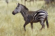 Private 3 Day Tour to Serengeti National Park