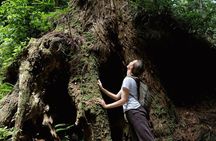 Forest Bathing in Temple and Enjoy onsen with healing power
