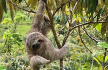 Sloths, Rio Celestes & Rainforest with Lunch, Full Day Tour