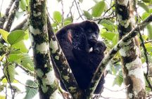 Sloths, Rio Celestes & Rainforest with Lunch, Full Day Tour