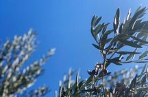 Olive Oil, Cheese, and Wine Tasting with Local Expert