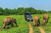 Sri Lanka 8 days Tours with Privet Vehicle & Accommodations (B/B)