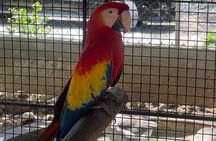 Bird Aviary/Shopping & Beach Day Out in Montego Bay