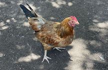 Bird Aviary/Shopping & Beach Day Out in Montego Bay