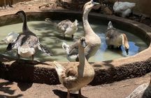 Bird Aviary/Shopping & Beach Day Out in Montego Bay