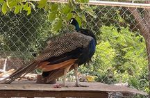 Bird Aviary/Shopping & Beach Day Out in Montego Bay