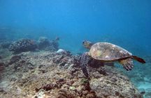 Private 5Hrs Island Tour with 2Hrs Sail and Snorkel with Turtles