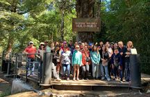 Huilo-Huilo Biological Reserve Full Day Tour