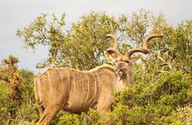 Private Group Addo Full Day Safari & Traditional Braai (BBQ)Lunch