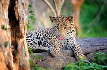Wilpattu National Park Safari | Jeep with Tickets