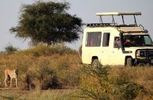 5-Day Private Safari Tour in Tanzania's Wildlife