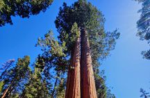 Sequoia National Park Private Tour
