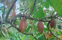 Bohol Chocolate Farm with Chocolate Hills &Tarsiers