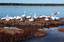 BodyFlow Experience in Karavasta Lagoon from Tirana & Durres