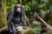 4 Days Chimpanzee Trekking in Uganda