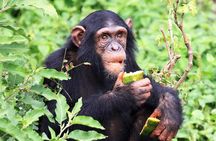 4 Days Chimpanzee Trekking in Uganda