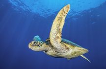 Try Dive - Scuba Diving with a private guide, incl. photos