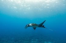 Two Stop Snorkel Adventure from Maui