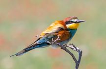 Full-Day Private Wilderness Tour in Vashlovani National Park