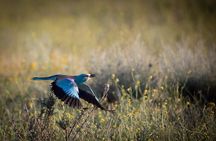 Full-Day Private Wilderness Tour in Vashlovani National Park