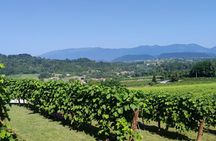 Tour and tasting in the hills of Prosecco Superiore DOCG