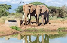 3day Amboseli Park Private safari 