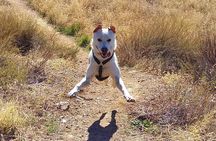  NEW: Sunset Hike & Summit Sierra Nevada - Private Tour with pup