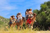 Guided Canyon Camel Ride in Wild Canyon Adventure Park