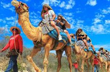 Guided Canyon Camel Ride in Wild Canyon Adventure Park