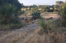 1 Night Exclusive Rustic Luxury Safari Camp Nyerere National Park