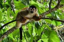 Mangrove Forest Kayak Exploration