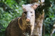 Guided walk Monteverde Biological Reserve-John's Nature Tours-