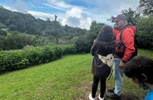 Guided walk Monteverde Biological Reserve-John's Nature Tours-
