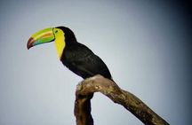 Guided walk Monteverde Biological Reserve-John's Nature Tours-