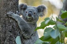 Sydney Taronga Zoo Wild Australia Experience