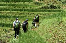 1-Day Private Trekking in Sapa through Terraces Rice Fields