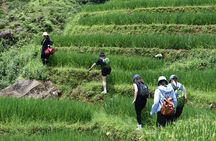 1-Day Private Trekking in Sapa through Terraces Rice Fields