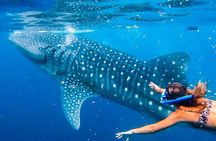 Oslob Whale Shark Encounter, Moalboal Turtles & Monkey Sanctuary 