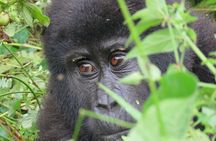 5-Day Bwindi Gorilla and Chimpanzee Trekking Safari in Uganda