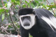5-Day Bwindi Gorilla and Chimpanzee Trekking Safari in Uganda