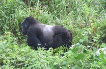 3 -Day Private Gorilla Trekking Safari in Bwindi Forest