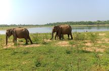 Private Tour to Udawalawe National Park