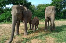 Private Tour to Udawalawe National Park