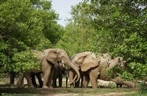  2 Days 1 Night Wildlife Safari at Mole Park (Round trip flights)