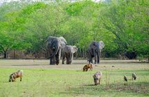  2 Days 1 Night Wildlife Safari at Mole Park (Round trip flights)