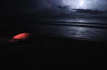 Discover the Wonder of the Nesting of Sea Turtles in Tortuguero